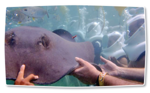 Stingray Encounter, Xcaret Park, Mexico