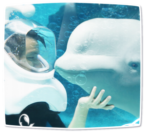 Sea TREK with Beluga Whales in Geoje SeaWorld Korea